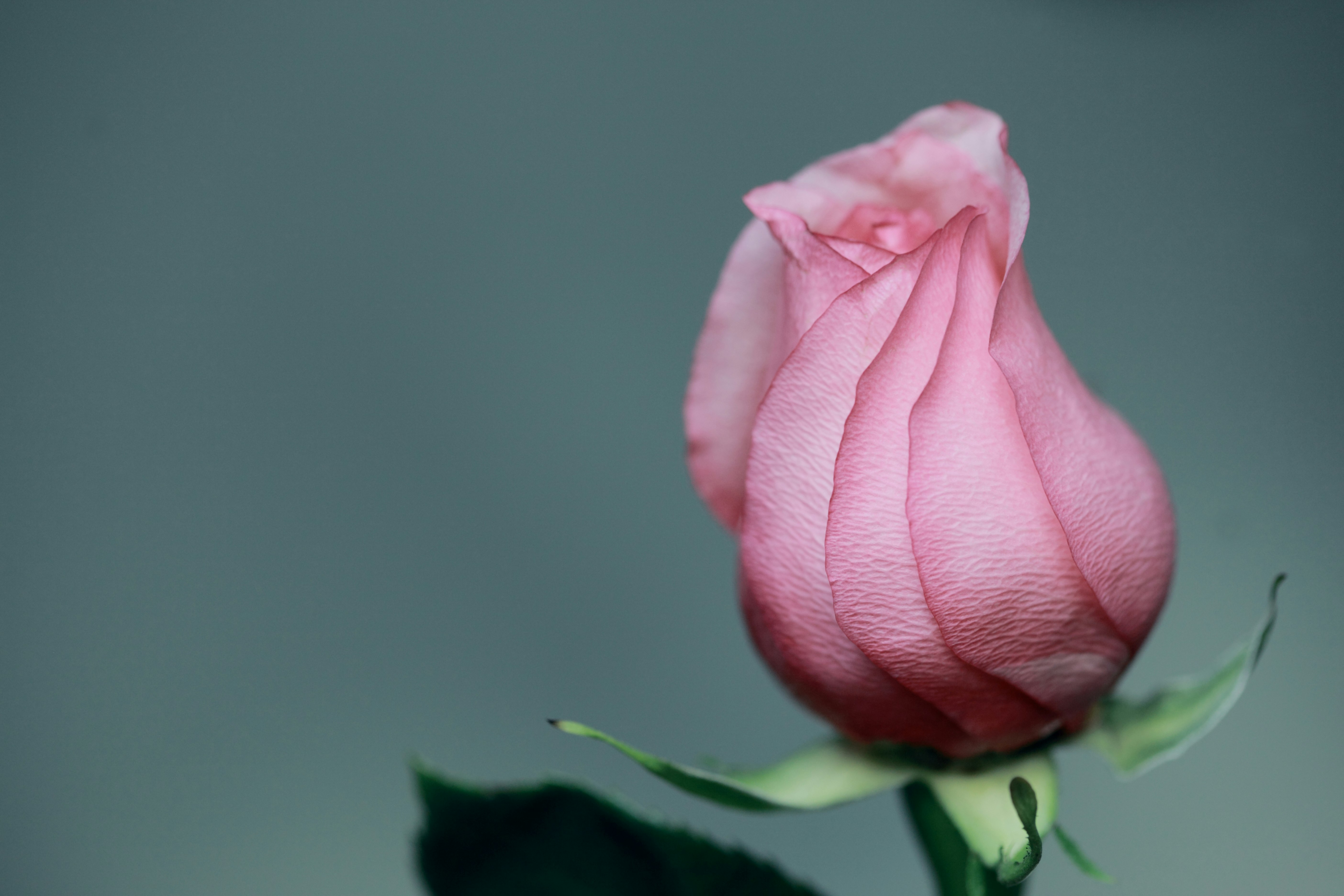 closeup photo of pink rose